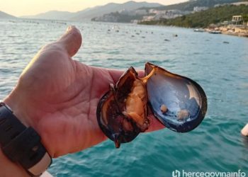 NEZAPAMĆEN POMOR DAGNJI Temperatura mora uništila 80 posto ovogodišnjeg uzgoja, provjerili smo stanje u Neumu