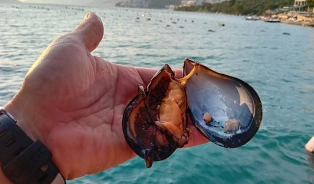 NEZAPAMĆEN POMOR DAGNJI Temperatura mora uništila 80 posto ovogodišnjeg uzgoja, provjerili smo stanje u Neumu