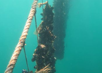 NEZAPAMĆEN POMOR U MALOSTONSKOM ZALJEVU Uginulo 90 posto dagnji: “Ne znam što uopće činiti, sve je krepano”