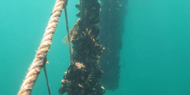 NEZAPAMĆEN POMOR U MALOSTONSKOM ZALJEVU Uginulo 90 posto dagnji: “Ne znam što uopće činiti, sve je krepano”