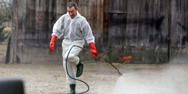 Na imanju u Hrvatskoj potvrđena svinjska kuga: Apelira se na pojačan oprez