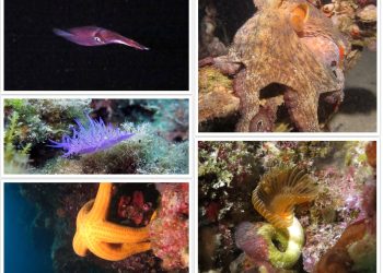 Nadamo se da će sada veći broj ljudi cijeniti ljepotu mora i prirode oko nas