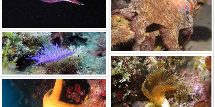 Nadamo se da će sada veći broj ljudi cijeniti ljepotu mora i prirode oko nas