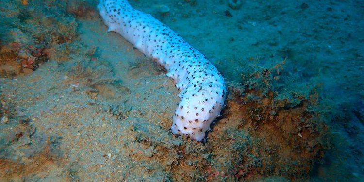 Nema ih puno zabilježenih u svijetu!