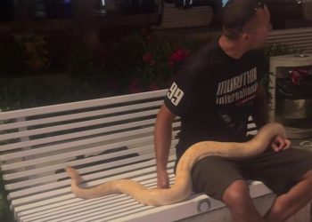 Netko je sinoć zvao policiju zbog ogromne zmije na Rivi