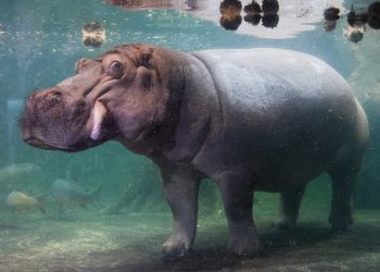 Nilski konji mogu poletjeti u zrak – studija — RT World News