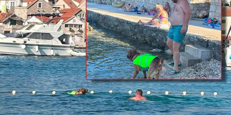 Otresa se, vrši nuždu, a komunalnog redara nigdje