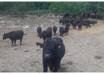 Ovo meso rijetki imaju priliku probati: Jedina farma na svijetu radi ovakvu hranu