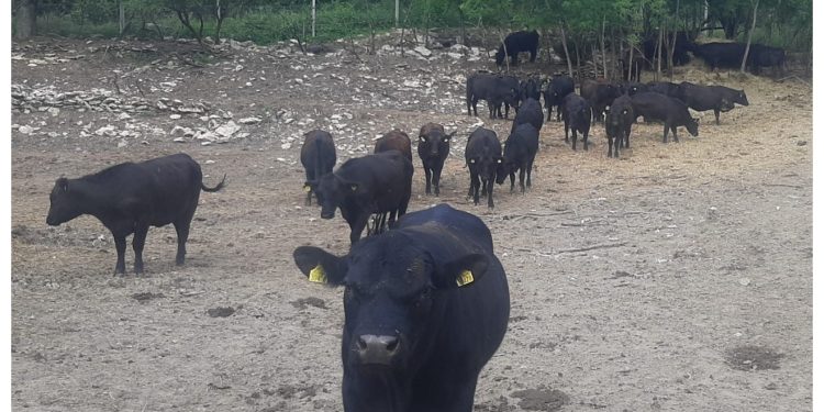 Ovo meso rijetki imaju priliku probati: Jedina farma na svijetu radi ovakvu hranu