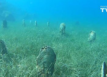PERISKE Jeste li ih vidjeli? Najvrjedniji dojavljivači bit će nagrađeni!