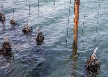 POMOR DIVNIH ŠKOLJKI Znanstvenici za Nacional.hr: ‘Kad je more pretoplo, dagnje ne rastu. Moguće da zbog visokih temperatura i ugibaju’ | NACIONAL.HR