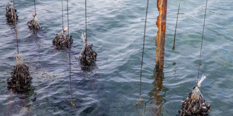 POMOR DIVNIH ŠKOLJKI Znanstvenici za Nacional.hr: ‘Kad je more pretoplo, dagnje ne rastu. Moguće da zbog visokih temperatura i ugibaju’ | NACIONAL.HR