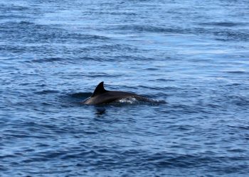 NOVIGRADSKO MORE Dupin Oliver zapetljao se u konop koji mu je zarobio rep. ‘Teško diše i jako se muči’ | NACIONAL.HR
