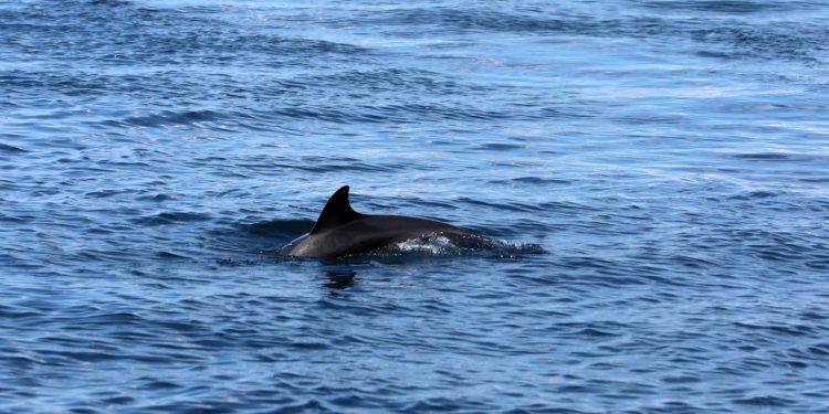 NOVIGRADSKO MORE Dupin Oliver zapetljao se u konop koji mu je zarobio rep. ‘Teško diše i jako se muči’ | NACIONAL.HR