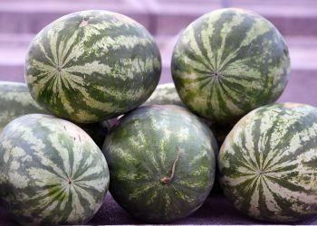 POSTALE SKUPO VOĆE Ukradeno 2,5 tone opuzenskih lubenica i nije prvi put | NACIONAL.HR