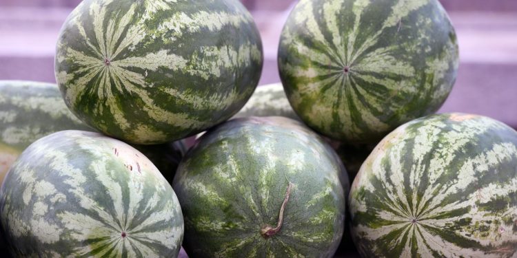 POSTALE SKUPO VOĆE Ukradeno 2,5 tone opuzenskih lubenica i nije prvi put | NACIONAL.HR