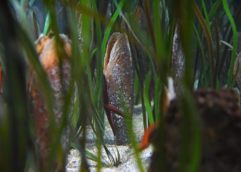 UOČILI STE ŽIVU PERISKU? Ministarstvo poziva građane da se jave, nude i nagrade | NACIONAL.HR