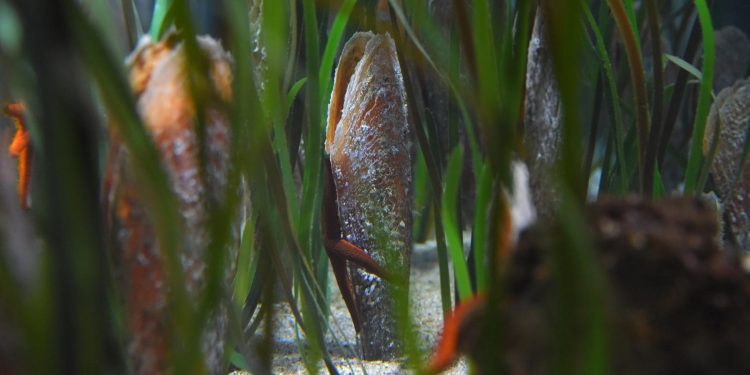 UOČILI STE ŽIVU PERISKU? Ministarstvo poziva građane da se jave, nude i nagrade | NACIONAL.HR