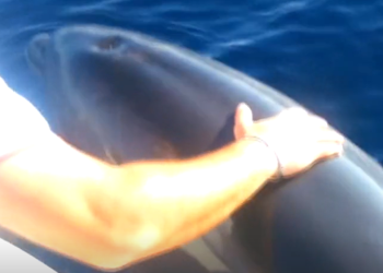 Pomozimo “Oliveru” – teško ranjeni dupin treba pomoć!