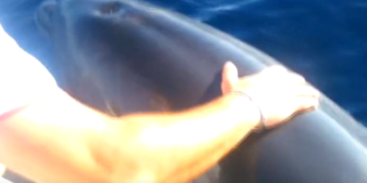 Pomozimo “Oliveru” – teško ranjeni dupin treba pomoć!