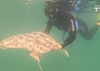 Ponovno otkriće populacije kritično ugrožene raže leptirice u Jadranskom moru