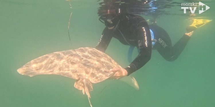 Ponovno otkriće populacije kritično ugrožene raže leptirice u Jadranskom moru
