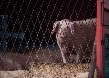 Pošast se vratila u Hrvatsku: Afrička svinjska kuga potvrđena u selu kod Vinkovaca