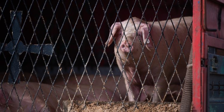 Pošast se vratila u Hrvatsku: Afrička svinjska kuga potvrđena u selu kod Vinkovaca