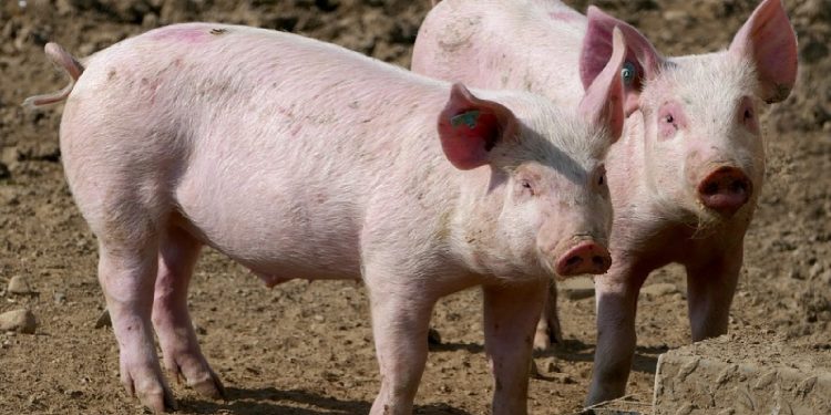 Pošast u selima Slavonije potaknula loša sjećanja: ‘Ne znam čemu ovo vodi, uništavaju poljoprivredu’