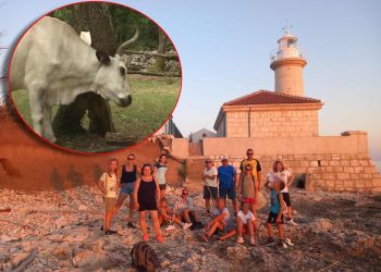 Probili su ogradu i krenuli u stampedo