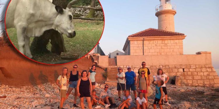 Probili su ogradu i krenuli u stampedo