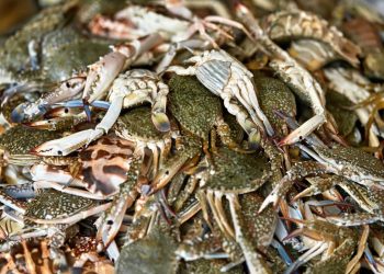 Granična policija spriječila nezakonitu trgovinu zaštićenim rakovima