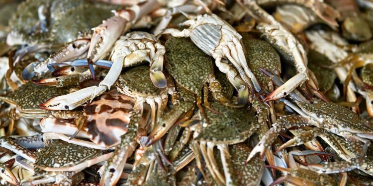 Granična policija spriječila nezakonitu trgovinu zaštićenim rakovima