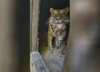 Rijedak sibirski tigar pokazuje nove mladunce (VIDEO) — RT Rusija i bivši Sovjetski Savez