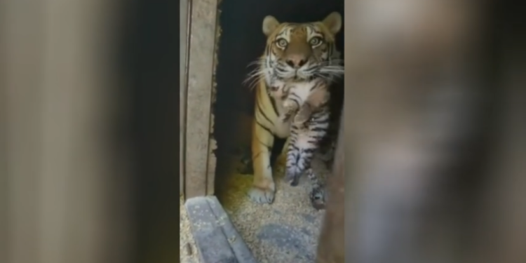 Rijedak sibirski tigar pokazuje nove mladunce (VIDEO) — RT Rusija i bivši Sovjetski Savez