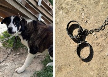 SLUČAJ KOJI JE ZGROZIO HRVATSKU Podignuta optužnica protiv psihijatra koji je zlostavljao pse na Duilovu