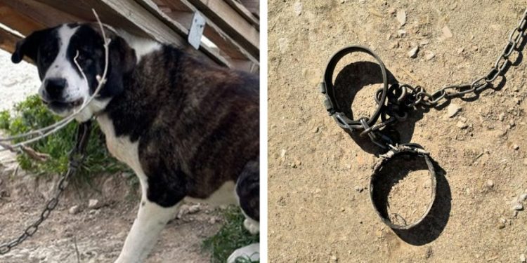 SLUČAJ KOJI JE ZGROZIO HRVATSKU Podignuta optužnica protiv psihijatra koji je zlostavljao pse na Duilovu