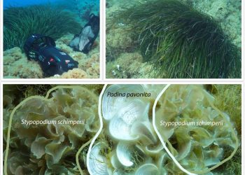 “STRAHOVITA BIOLOŠKA INVAZIJA” Institut za oceanografiju upozorava o novoj pojavi u Jadranu iz Indijskog oceana