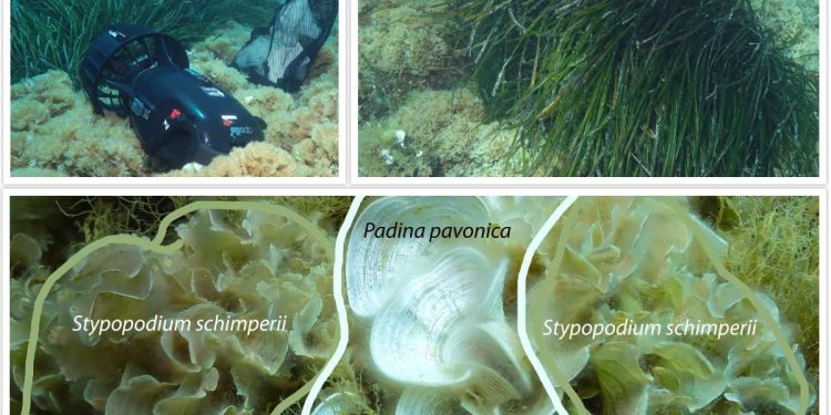 “STRAHOVITA BIOLOŠKA INVAZIJA” Institut za oceanografiju upozorava o novoj pojavi u Jadranu iz Indijskog oceana