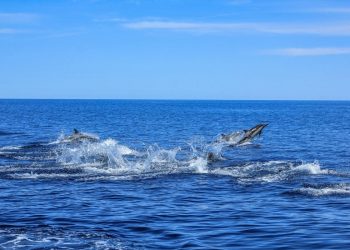 Savjetovanje s javnošću za Prijedlog pravilnika o potpori za štete od dupina