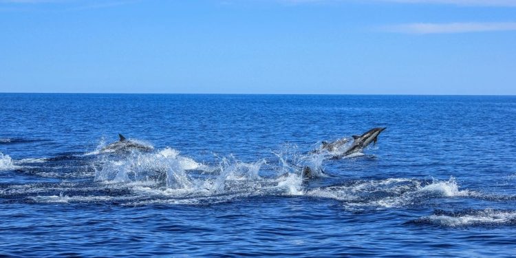 Savjetovanje s javnošću za Prijedlog pravilnika o potpori za štete od dupina