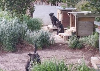 Sjećate li se psihijatra koji je zlostavljao životinje u Splitu? Napokon je dobio i optužnicu!