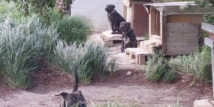 Sjećate li se psihijatra koji je zlostavljao životinje u Splitu? Napokon je dobio i optužnicu!