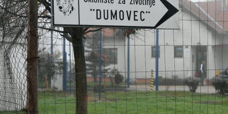 Sklonište za životinje u Zagrebu na rubu pucanja: Ono što neki građani rade ljubimcima je strašno