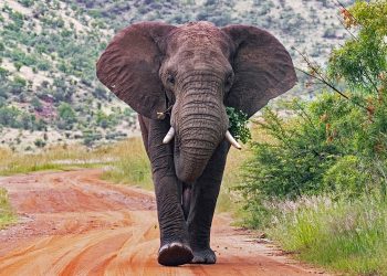 Slonovi ubili turista u Južnoj Africi nakon što se pokušao približiti kako bi ga slikao