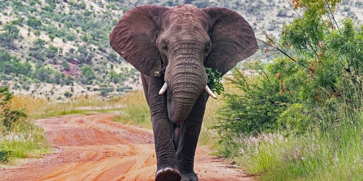 Slonovi ubili turista u Južnoj Africi nakon što se pokušao približiti kako bi ga slikao