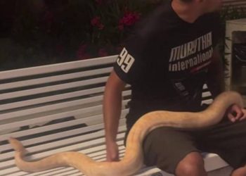 Netko je na splitsku rivu došetao s ogromnom zmijom!