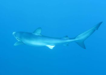 U VELEBITSKOM KANALU Njegovo veličanstvo – modrulj!