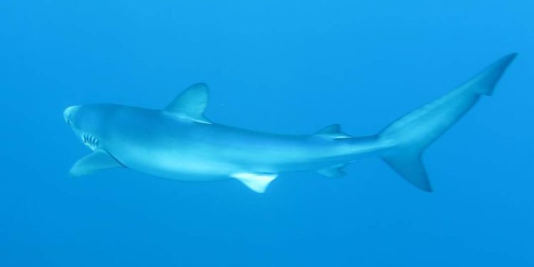 U VELEBITSKOM KANALU Njegovo veličanstvo – modrulj!