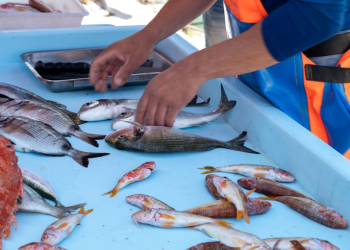 POŠTUJMO ŽIVOT U MORU Prijatelji Životinja imaju novu kampanju i žele zabraniti pridnene koće, ali i savjetuju građanima: "Ne lovite ribu radi zabave!"